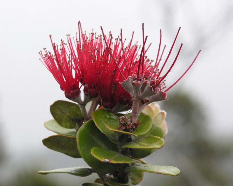 ʻŌhiʻa Lehua