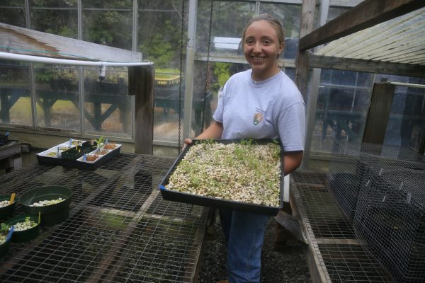 Youth Ranger with a tray of seedlings