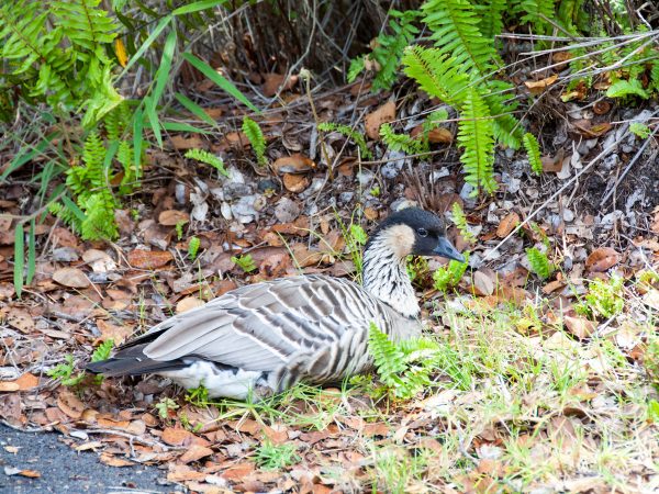 Resting nēnē