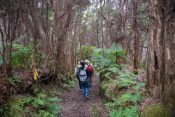Hiking through the forest