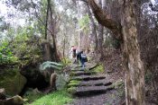 Passing by a native ‘Ama‘u fern