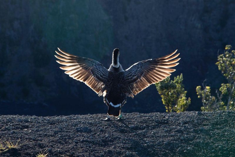 Nēnē with wings extended