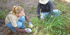 Forest Restoration in Action