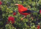 Hawaiian Honeycreeper