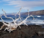 Keauhou Landing - Photo by David Hoover Keauhou Landing - Photo by David Hoover