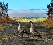 Photo taken in Hawaiʻi Volcanoes National Park by Arlene Buklarewicz Photo taken in Hawaiʻi Volcanoes National Park by Arlene Buklarewicz