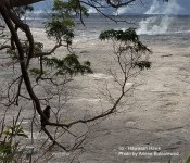 ʻIo (Hawaiian Hawk) in a koa tree overlooking Halemaʻmaʻu - Photo by Arlene Buklarewicz ʻIo (Hawaiian Hawk) in a koa tree overlooking Halemaʻmaʻu